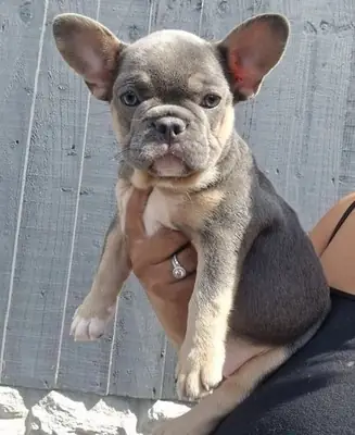 Fransız Bulldog yavrusu! (Lütfen aşağıdaki whatsapp numarasıyla benimle iletişime geçin)