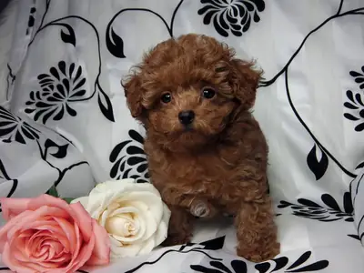 TOY POODLE PUPPIES (Please contact me via whatsapp number bellow)