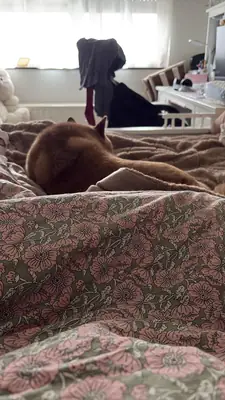 shiba inu, independent and not a good match for me