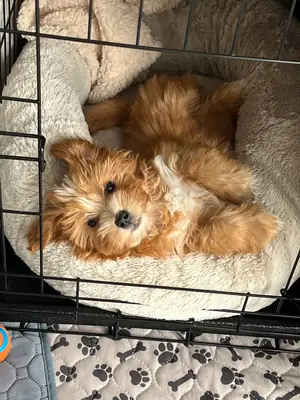 small dog, needs more time than I have