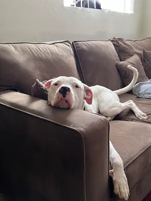 strong dog, experienced owner needed