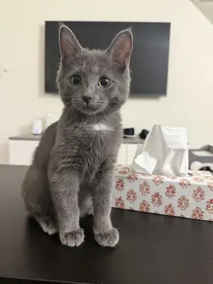 quiet indoor cat, simple rehome