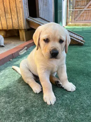 ŞEŞİT LABRADOR RETRIEVER SAHİPLENMEK İÇİN