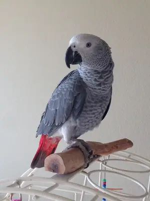 CUTE 2-YEAR-OLD AFRICAN GREY FEMALE PARROT FOR ADOPTION 