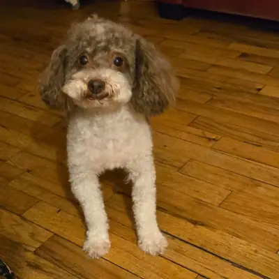 caniche bien cuidado