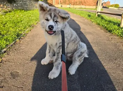 perro independiente, mejor con experiencia