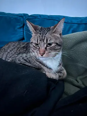 gato tranquilo, cambio de situación