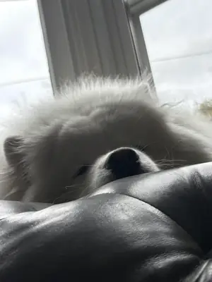 requiere más cuidado del que puedo dar