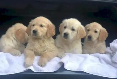 Golden retriever comprar cachorros a buen precio