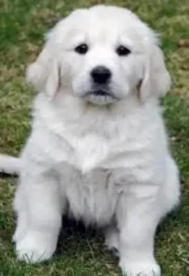 Los cachorros de Golden Retriever enamoran