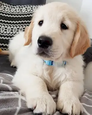 Hermoso macho golden retriever