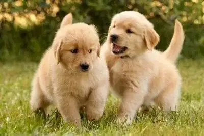 Yeni doğmuş golden retriever bebeği