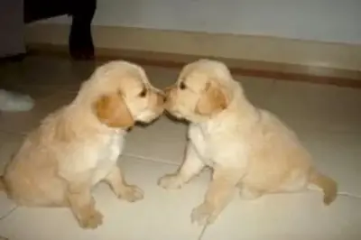 Dişi ve erkek altın retriever