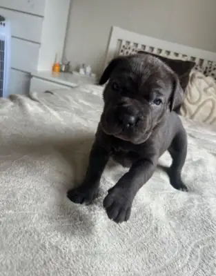 chiots cane corso prêts pour un foyer permanent