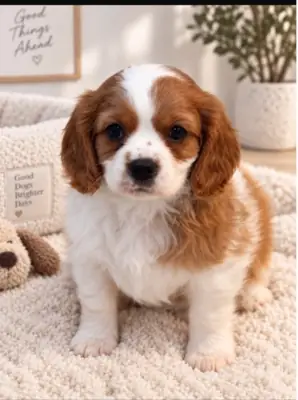 Hermosos cachorros Cavalier King Charles Spaniel