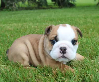 English Bulldogs for Rehoming(Please contact me via whatsapp number bellow)