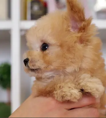 we have adorable poodle toy puppies(Please contact me via whatsapp number bellow)