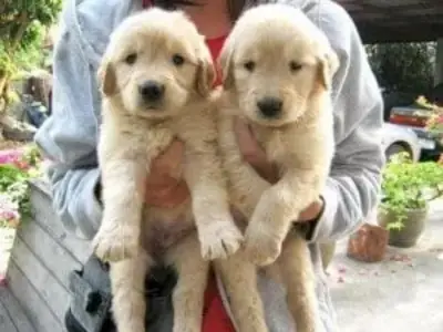 Labrador retriever yavruları