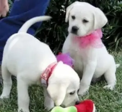 Beyaz labrador retriever