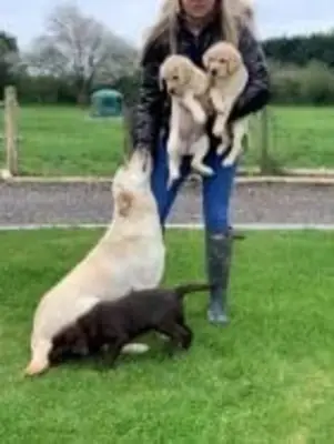 Dişi ve erkek labrador retriever yavruları