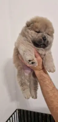💙 CHOW CHOW Prêt pour un nouveau foyer