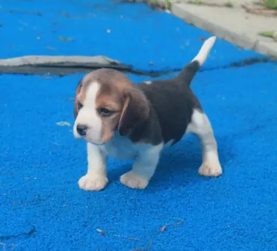 比格犬小狗准备好迎接新家