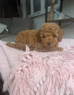 漂亮的马尔济斯贵宾犬小狗 – 2只男孩和2只女孩