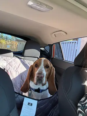 chien calme, mais situation compliquée