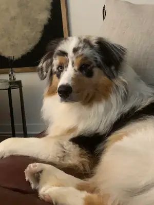 chien actif, besoin de temps