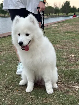 chien, entretien plus compliqué que prévu