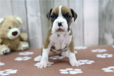 Kırmızı ve beyaz Boxer yavruları