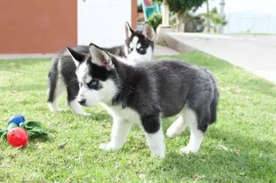 西伯利亚哈士奇幼犬可供领养