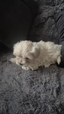 Chiots Mrs Bichon Frises à adopter