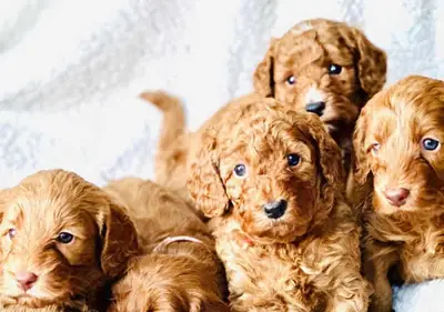 Des chiots Cockapoo cherchent leur foyer pour toujours