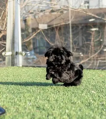 cachorros maltés en adopción
