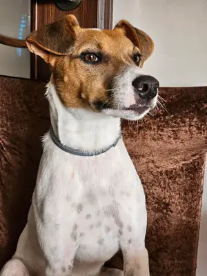 jack russell, trop d’énergie pour moi