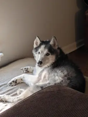 husky, besoin d’espace