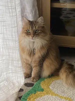 chat sibérien, maison trop agitée