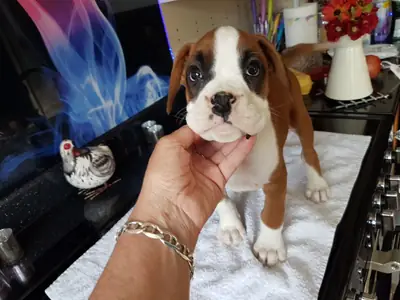 Güzel KC Reg Boxer Yavruları