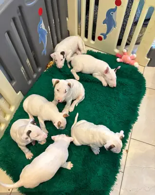 KC Bull terrier