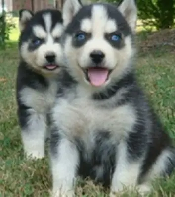 Sibirya husky yavruları (erkekler ve dişiler)
