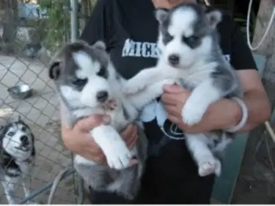 Sibirya husky yavruları (erkek ve dişi) sahiplenme için