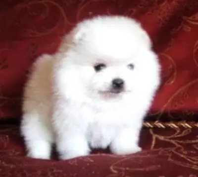 茶杯大小的博美犬幼犬待领养