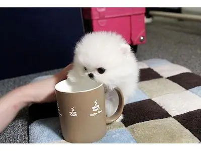 Chiots Pomerania Mini Toy à adopter