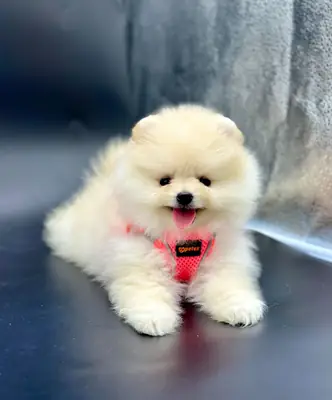 Mink safkan pomeranian yavrular