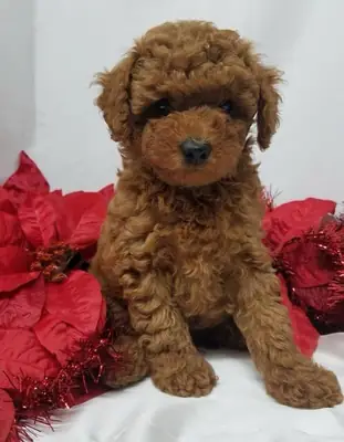 safkan toy poodle yavrular