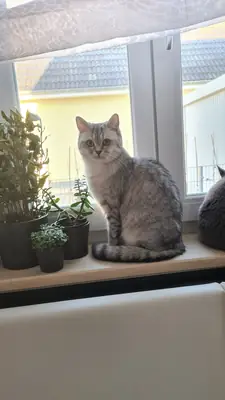 Две британские короткошерстные кошки