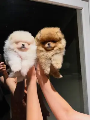 Pomeranian puppy male and female Please Whatsapp me 