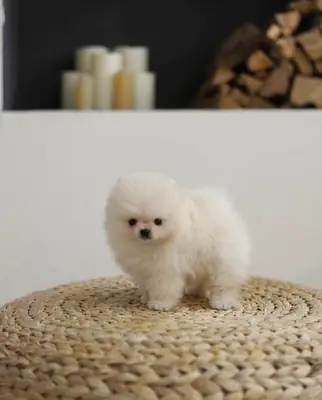 Well trained Pomeranian puppy please contact me on Whatsapp 