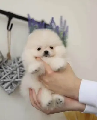 This babies are looking for a good home Pomeranian please contact me on Whatsapp 